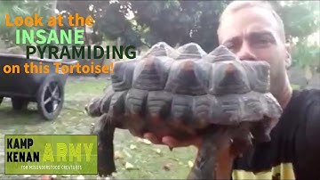 Tortoise Shell Pyramiding - Lost Kamp Kenan Archives