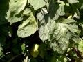 Key Hole Vegetable and Herb Garden in the Secret Garden of Survival