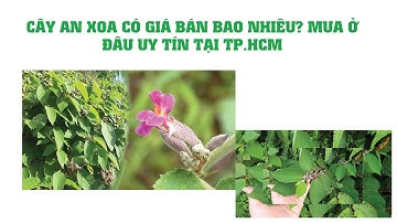 CÂY AN XOA CÓ GIÁ BÁN BAO NHIÊU, MUA Ở ĐAU UY TÍN TẠI TP HCM?