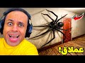 عنكبوت عملاق فى منزلي Lurking 