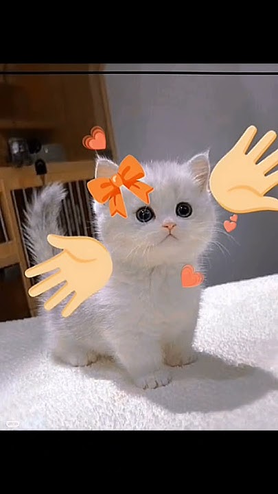 можно 3 лайка? #котики #кот #lovecat #люблюкотиков #лююлювас - YouTube
