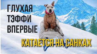 ТЭФФИ ВПЕРВЫЕ КАТАЕТСЯ НА САНКАХ | БОЛЬШИЕ УСПЕХИ У ГЛУХОЙ СОБАКИ | ИЩЕМ ДОМ БРОШЕННОМУ ЩЕНКУ