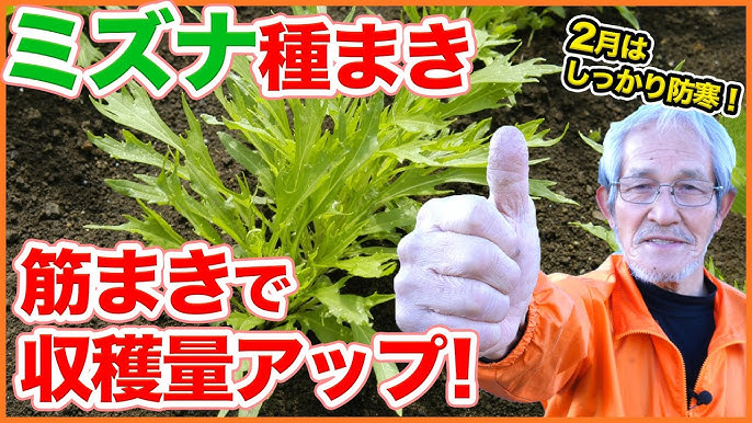 家庭菜園 2月の水菜種まき 筋蒔きで収穫量大幅アップ 防寒方法など 2つの大事なポイントを紹介 水菜 葉物野菜 Youtube 家庭菜園 2月の水菜種まき 筋蒔きで収穫量大幅アップ 防寒方法など 2つの大事なポイントを紹介 水菜 葉物野菜 Youtube