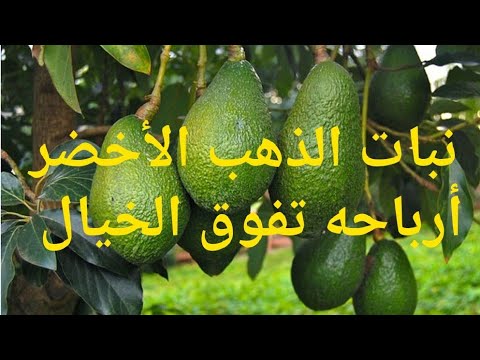 الظروف الجويه الملائمة لزراعة الأفوكادوا
