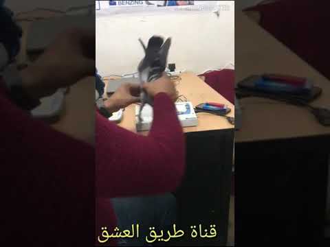 تسليم حمام نادي هارثه لجهاز البنزك سباق علي شرجي مسافه 185 كليو