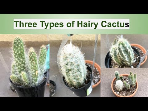 Video: Fluffy Cactus (27 Photos): Types Of Hairy Or Shaggy Cactus (