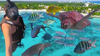Don't Visit Tulum Without Doing This! (Akumal Mexico Guide)