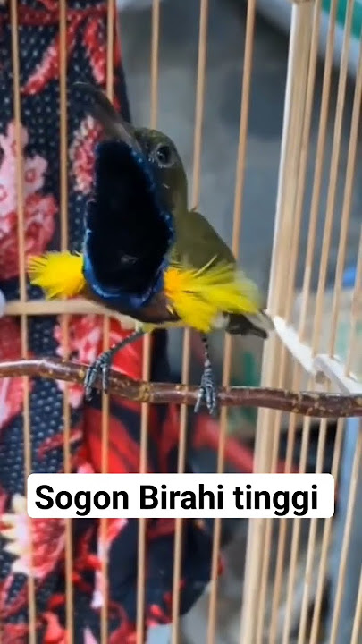 Sogon birahi tinggi #kicaumania #sogon