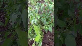 Plantei um pé de pimenta malagueta