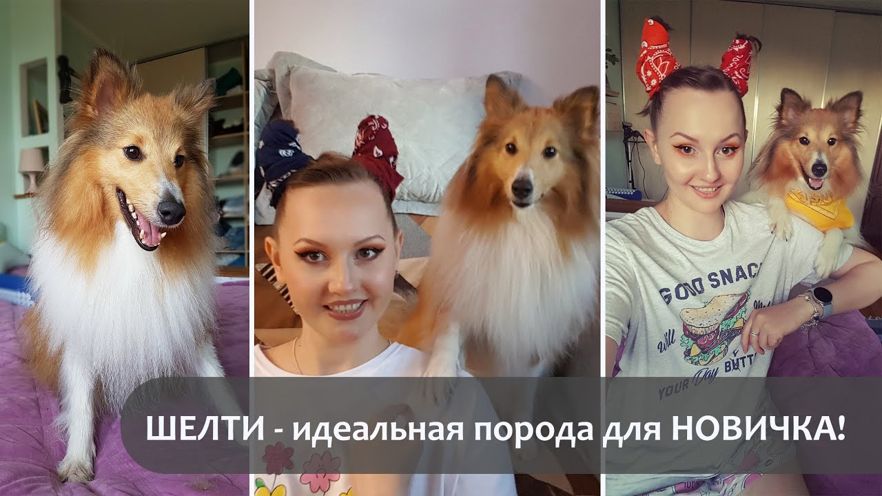 Самая лучшая порода собак | ШЕЛТИ | Опыт владельца | Идеальная порода ...