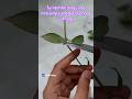 Propagating Dehydrated Hoya Cuttings - Hoya Plant Propagation
