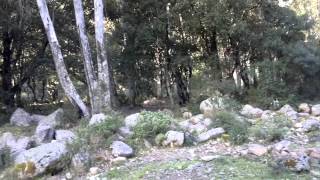 Villacidro Cervo A Magusu