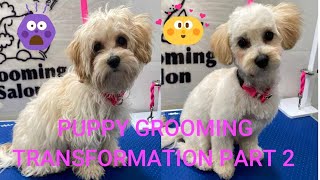 CUTEST SHIH POO PUPPY GROOMING PART 2 by BoJolie The Shih Tzu Poodle 2,399 views 3 years ago 3 minutes, 28 seconds