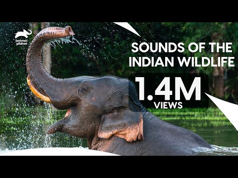 Sounds of the Indian Wildlife | Animal Planet x RaagaTrippin’