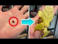 25 COSAS CURIOSAS que no habías visto 🐛😮