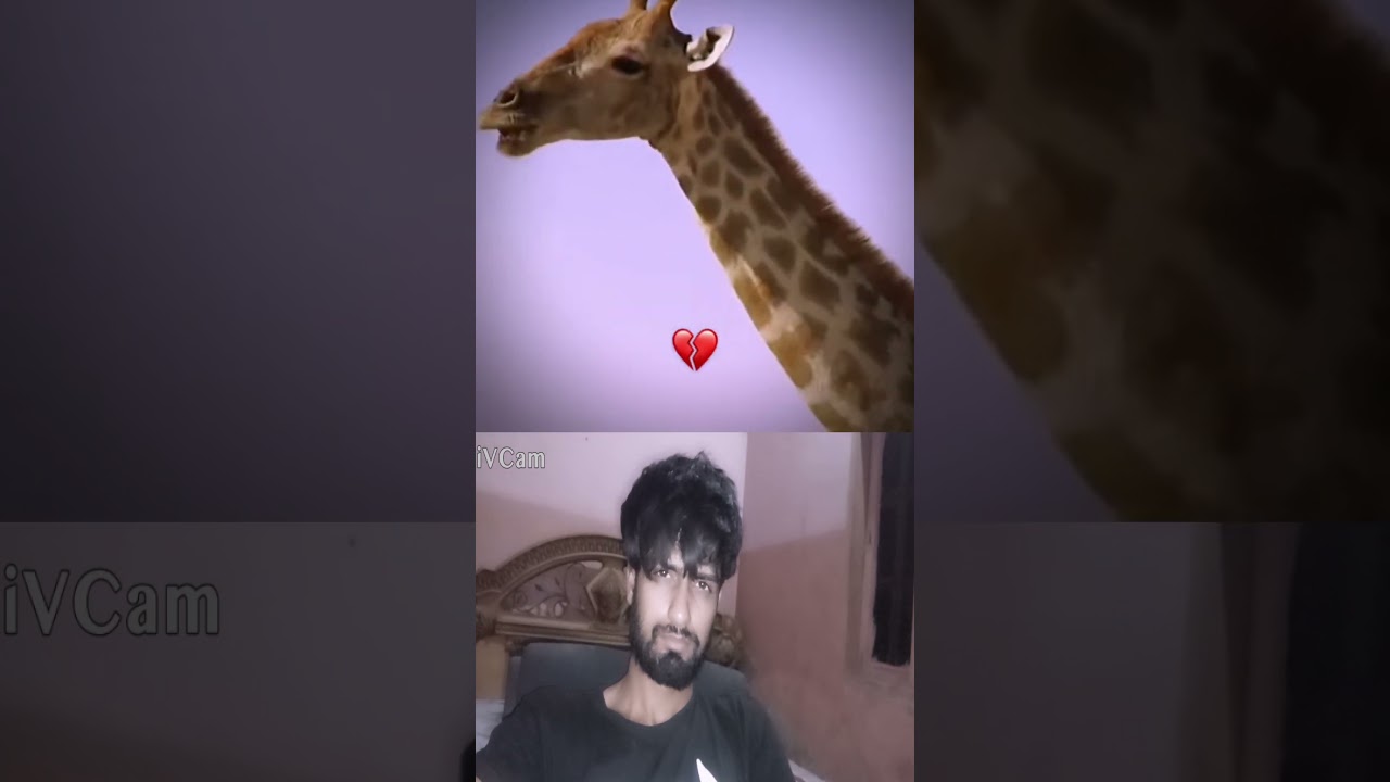 What is giraffe skin used for? 