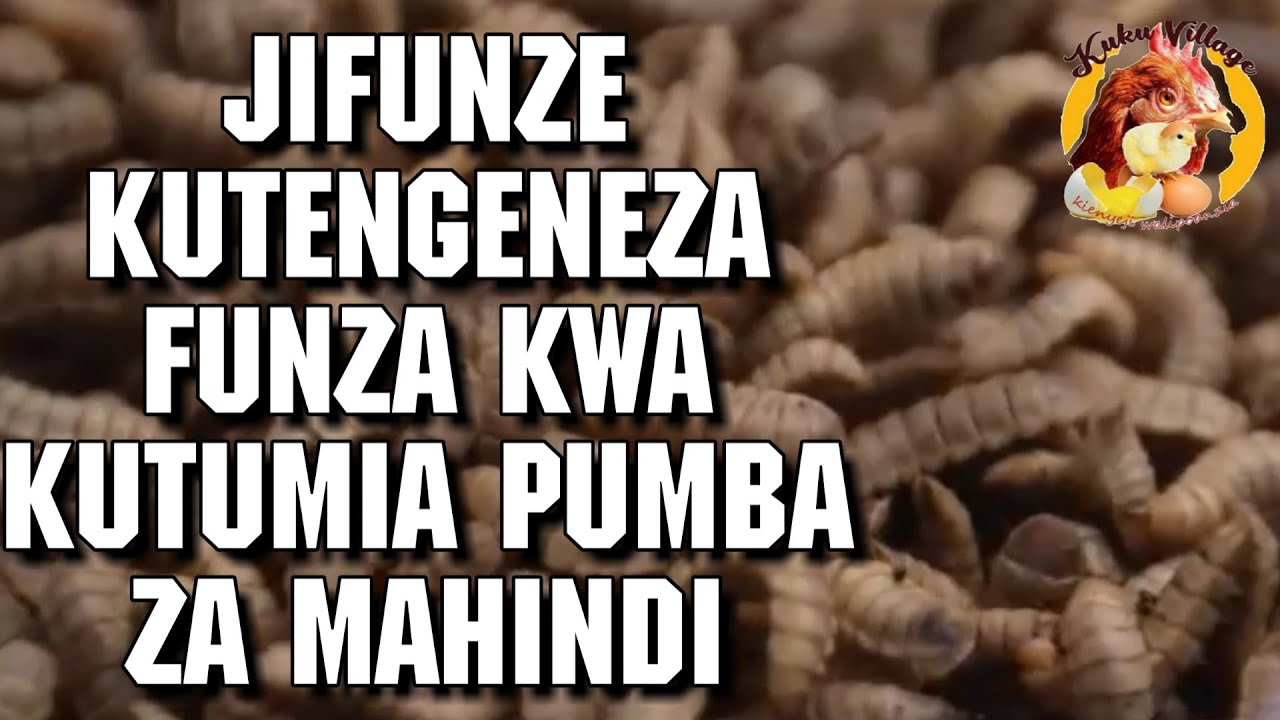 Njia Rahisi ya Kutengeneza FUNZA wa kuwalisha Kuku wa Kienyeji Kwa Kutumia Pumba za Mahindi.