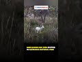 Rare Albino Hog Deer Spotted in Kaziranga National Park