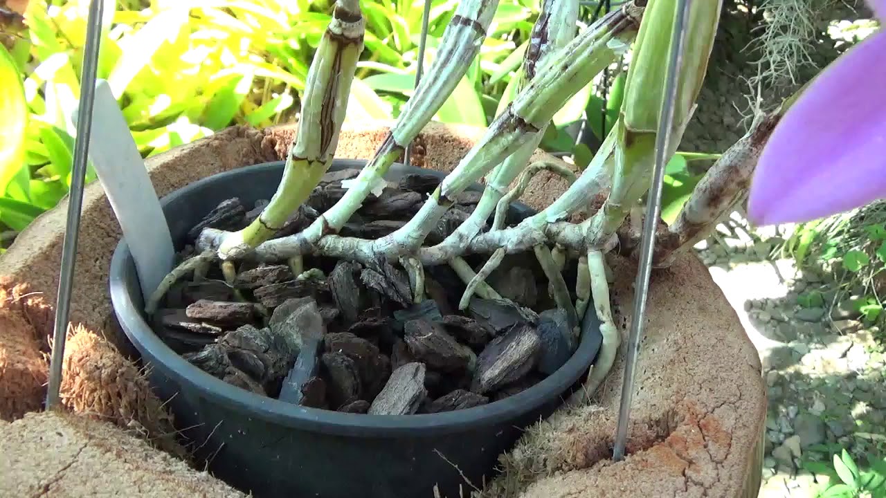 Уход за Каттлеей Валькериана. C. Walkeriana Care Tips