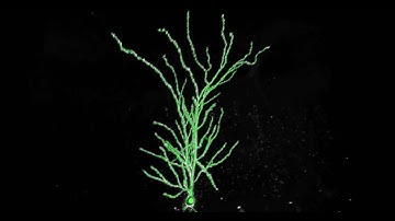 AutoNeuron - Automatically traced neuron