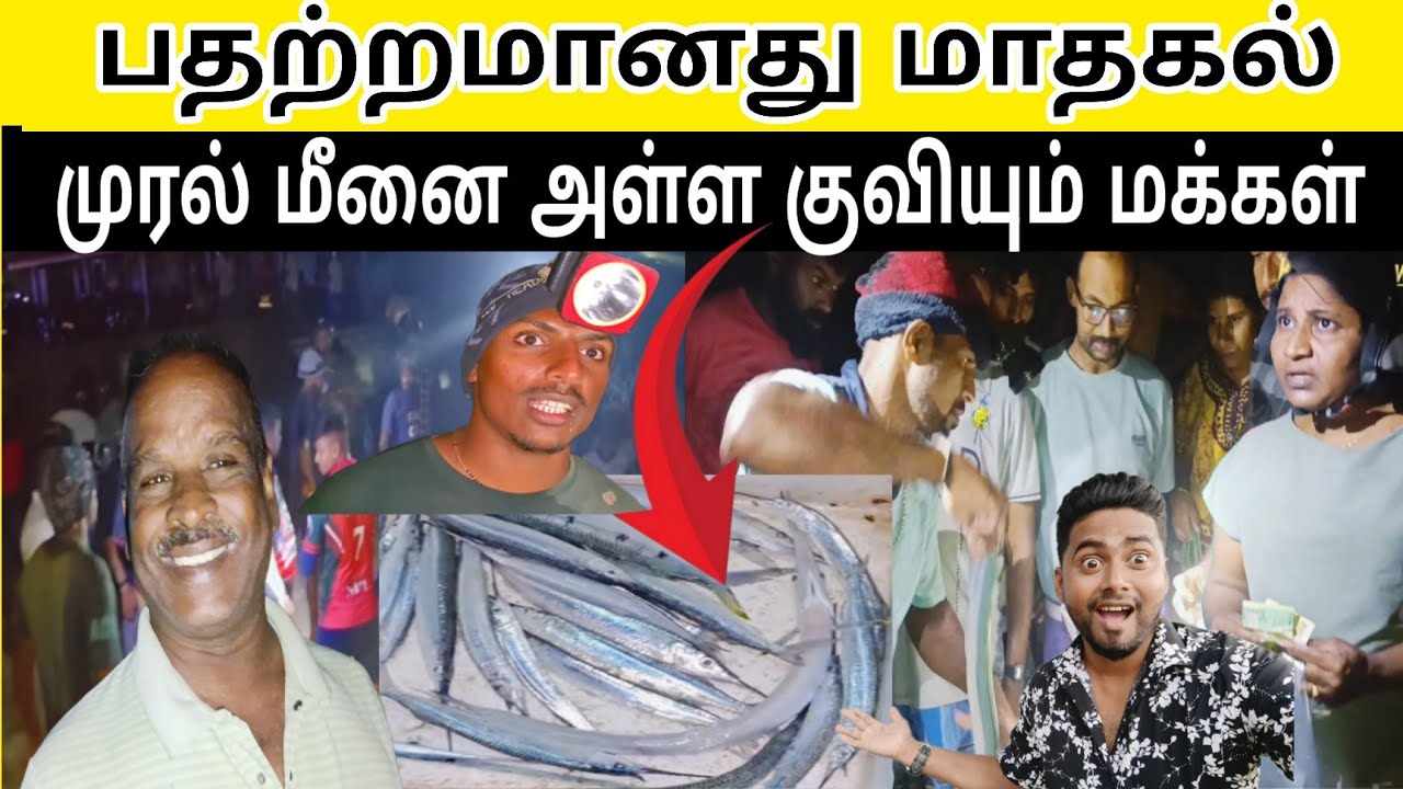 மழையால் குவியும் மீன்கள்!!!