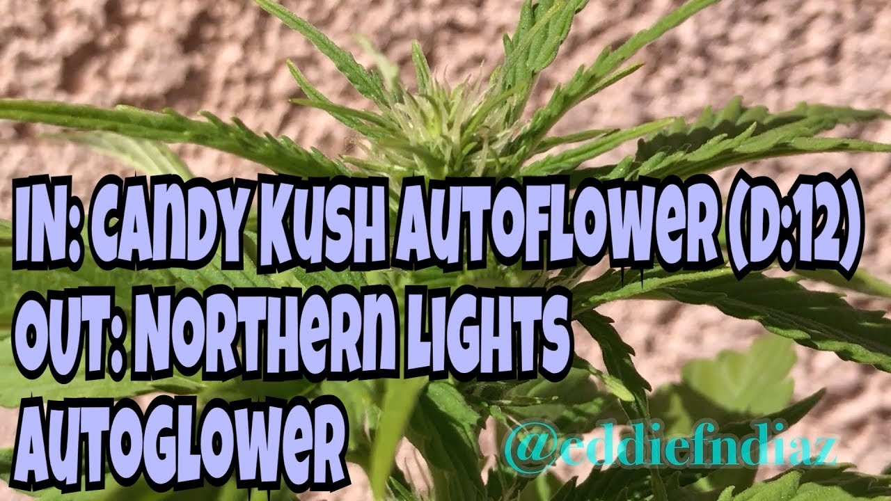 Candy Kush Auto Flower Day 12