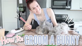 How To Groom a Bunny - Brushing, Nail Clipping, and Scent Gland Cleaning