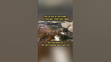 Biểu hiện hồ cá koi bị rận nước #hocakoi #hokoi #koi #shorts #short