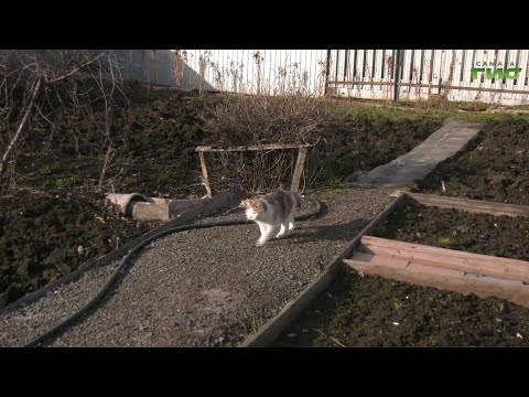 Как можно заразиться мышиной лихорадкой и чем она опасна для людей