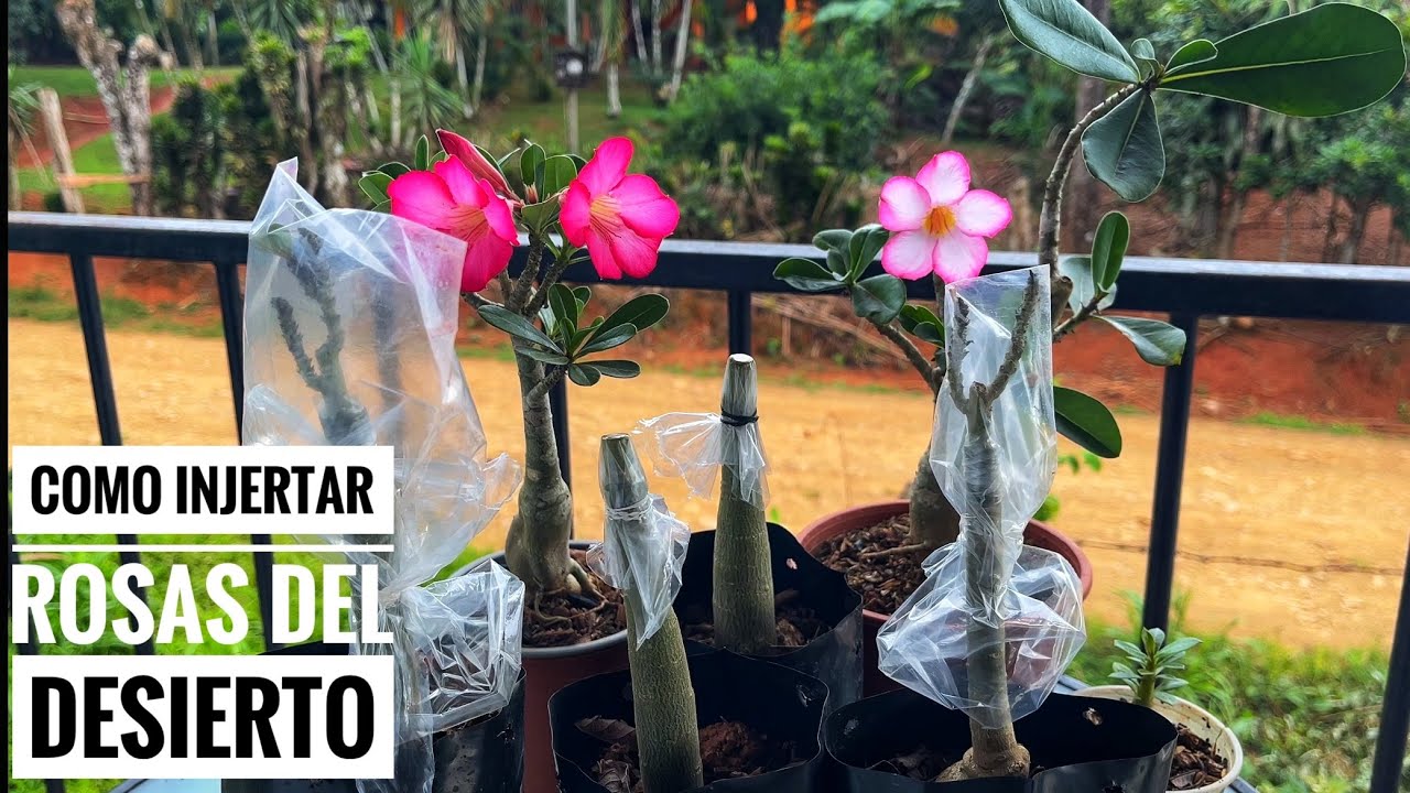 Como injertar rosas del desierto fácil y rápido 🌵🌷🌹