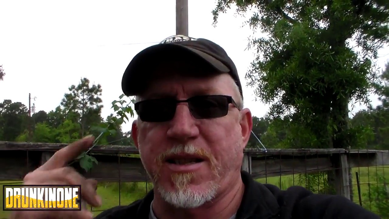 Tipsy Sprouts 28 More Cleaning Planting Peas YouTube tipsy-sprouts-28-more-cleaning-planting-peas-youtube