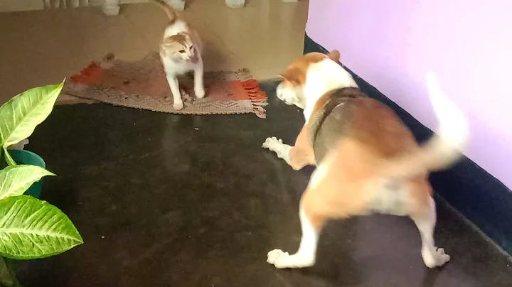 Video 4771651: shelter persian cat food, cat kitten cute rescue, food cat dog