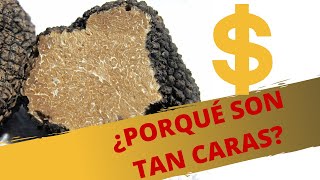 HONGOS COMESTIBLES EN MEXICO Y EL MUNDO EL HONGO MAS CARO DEL MUNDO - CHEF MODE MEDIA-Gastronomia