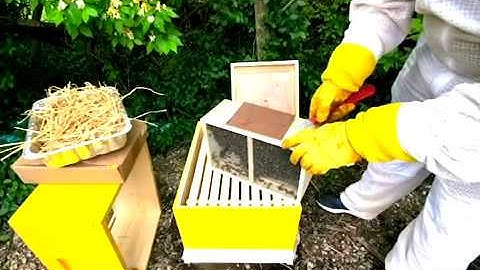 How to Install a Package of Bees, Quickly!