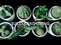 1000 Subs Giveaway And Succulent Art