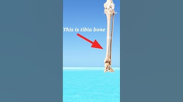 Tibia | what tibia bone | tibia bone video about | #tibia bone #shorts | #anatomy #tibia bone about.