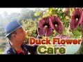 Aristolochia grandiflora बतख का फूल Duck flower care in Container, Permanent vine