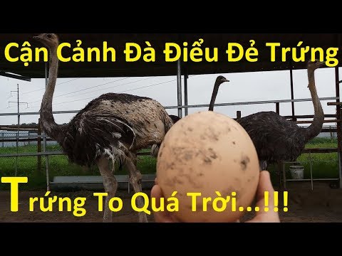 Video: Nhượng quyền kinh doanh nhà hàng, quán cafe: khởi nghiệp cho người mới bắt đầu như thế nào?