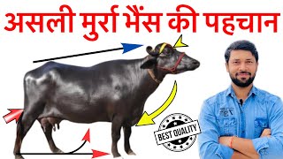 मुर्रा भैंस की पहचान।murra nasal ki bhains ki jankari । असली मुर्रा भैंस की पहचान।