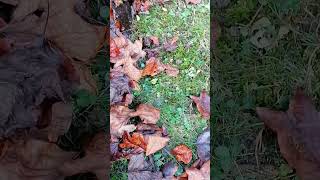 Was Mach Ich Mit Dem Vielen Laub? Teil1