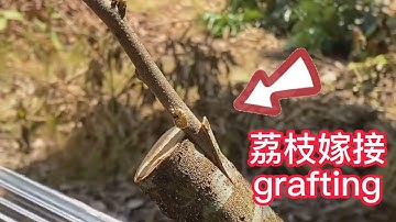 荔枝改接新品種，採用挑皮嫁接，看看荔枝嫁接的操作過程，簡單易學，成活率高  skin-picking grafting,the operation process of lychee grafting