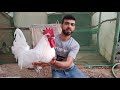 الديك الرومي و ديك الأندلسي الأبيض دجاج جديد في المزرعة أجي تكتاشفو معانا