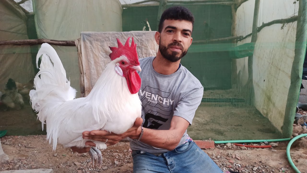 الديك الرومي و ديك الأندلسي الأبيض دجاج جديد في المزرعة أجي تكتاشفو معانا