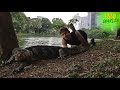 Giant lizards in thailand