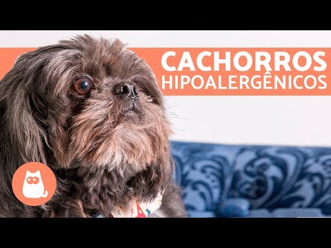Vídeo: Existem Cães Hipoalergênicos