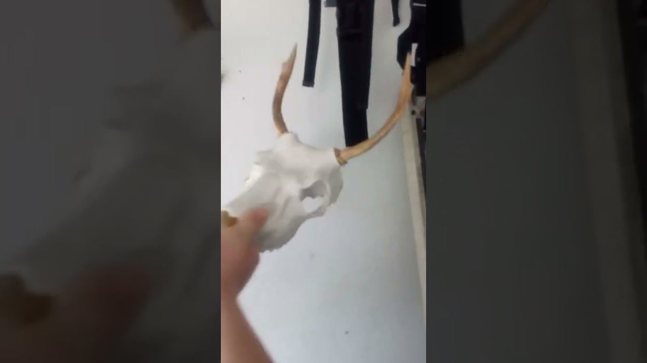 Hanging Up Deer Antler Skull Master