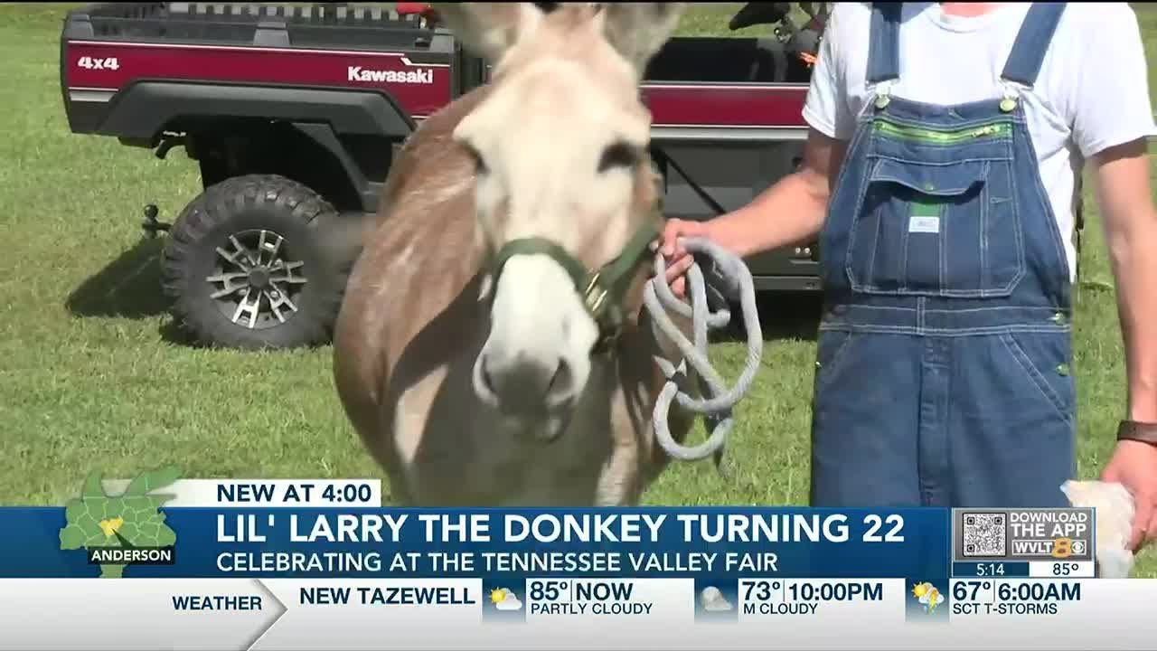 lil-larry-the-famous-donkey-born-at-the-tennessee-valley-fair-youtube