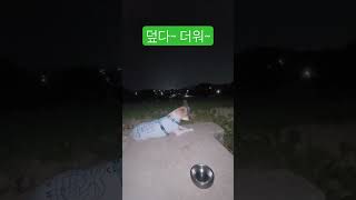 더운밤~ 산책하다말고 멍때리기#반려견산책 #강아지여름 #강아지일상 #멍때리기