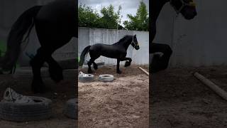 #horse #equestrianjourney #horseenthusiast #equestrian #horsegirl #horsebackriding