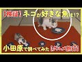 【検証】ネコがいちばん好きな魚は何なのか小田原に行って調べてみた